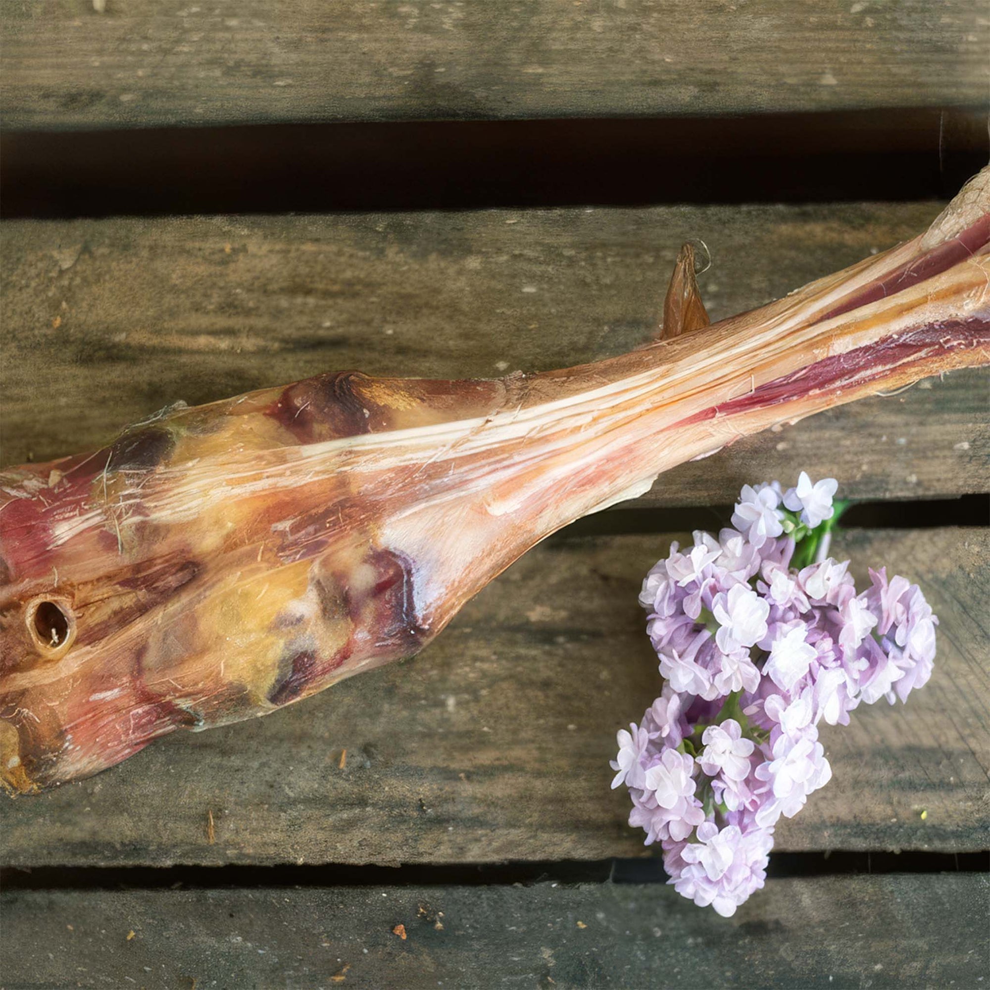 Dried Horse Lower Leg – 1 Piece